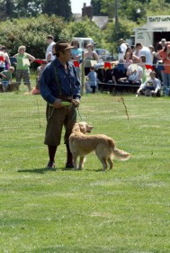 The Gun Dog Display