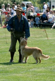 The Gun Dog Display