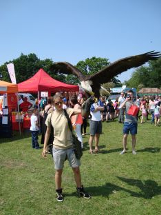 Falconry Display at the 2016 Tadley Treacle Fair