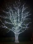 A well lit tree